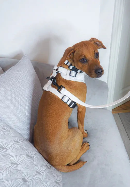 ALASKA Adjustable Harness by Wolfie + Me-1